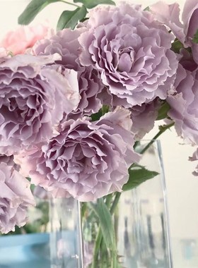 蜻蜓月季花大苗盆栽紫色波浪边特大花浓香多头四季开阳台庭院花卉