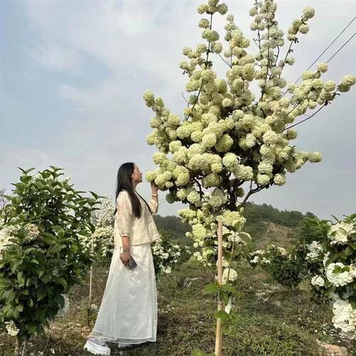 中华木绣球树苗大花斗球苗木本绣球树苗别墅庭院地栽盆栽绣球花苗