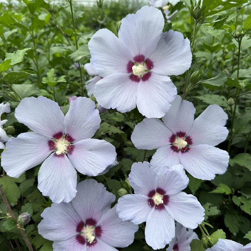蓝鸟木槿花苗大花单瓣勤花盆栽地栽庭院阳台耐寒耐热四季开花蓝紫
