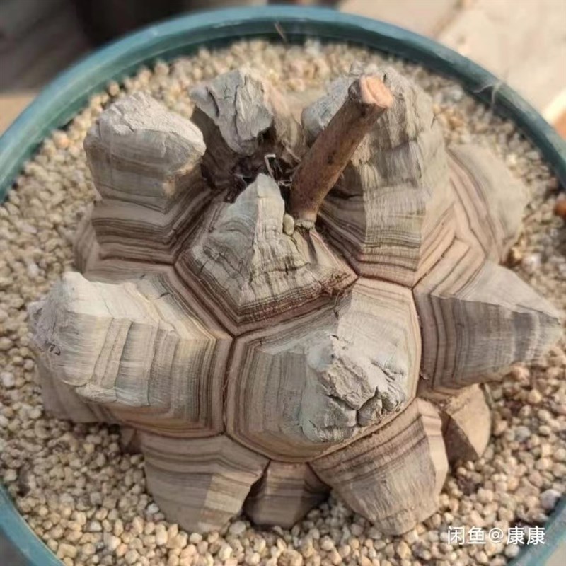 办公桌室内趣味南非多肉稀有贵货爬藤垂挂块根植物龟甲龙一物一拍