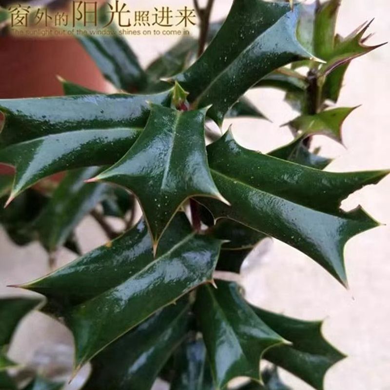 新鲜枸骨根元宝刺老虎刺叶泡茶鸟不宿苗八角刺树苗盆景树绿植盆栽