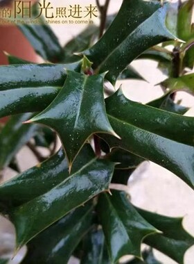 新鲜枸骨根元宝刺老虎刺叶泡茶鸟不宿苗八角刺树苗盆景树绿植盆栽