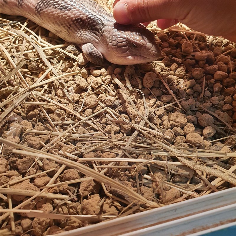 爬虫垫材万能赤玉土沙漠雨林垫材不怕误食饲养箱第垫料保湿火山石