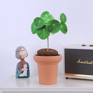 水培植物山乌龟金不换盆栽红藤圆叶办公室内桌面爬藤绿植四季 好养