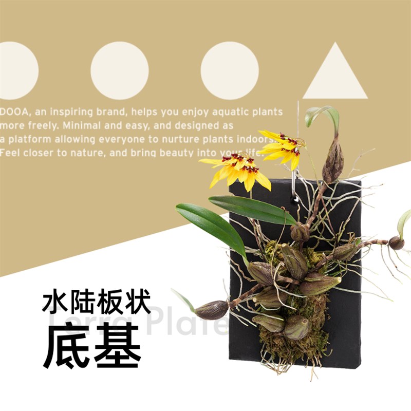 DOOA 水陆板状底基 兰花苔藓鹿角蕨附生植物挂板 微景观 墙面景观