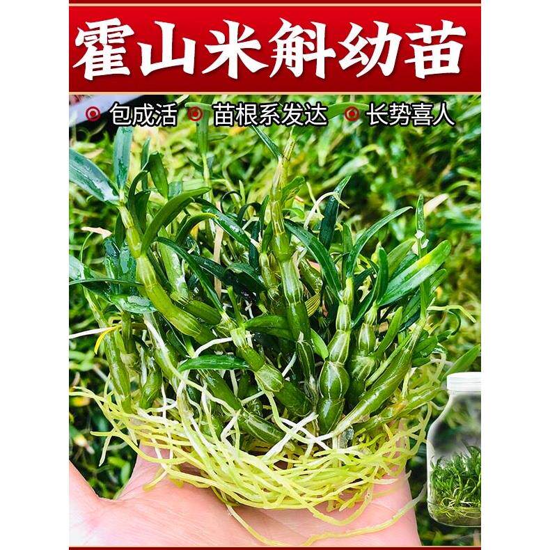 正宗霍山石斛组培苗米斛瓶苗可食用特级兰花盆栽盆景