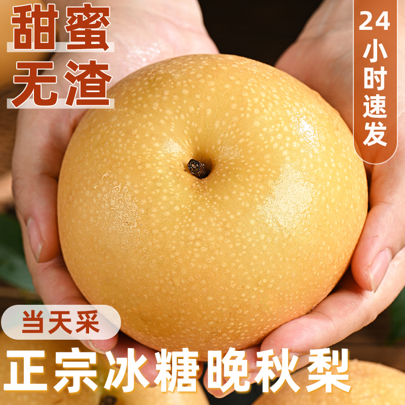 官方推荐丨晚晚秋梨丨现货速发