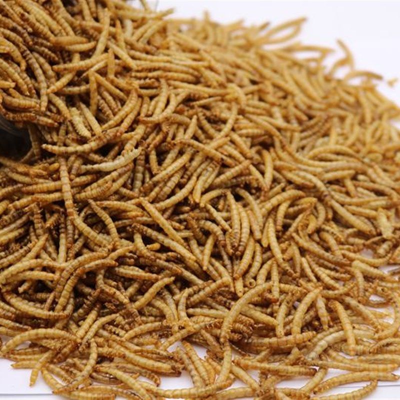 面包虫干黄粉虫干仓鼠粮食零食画眉鸟鱼饲料鱼食500克包邮,宠物/宠物食品及用品,鼠粮,淘宝优惠券,粉丝福利购,淘宝优惠卷