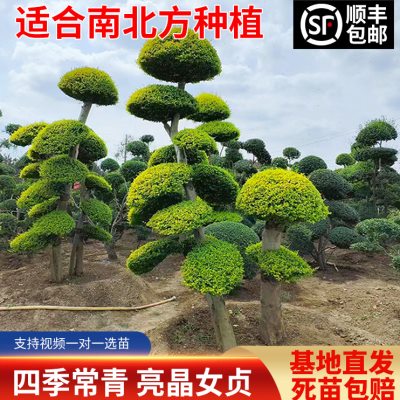 庭院别墅亮金女贞造型树花境植物棒棒糖圆形球四季常青南北方种植