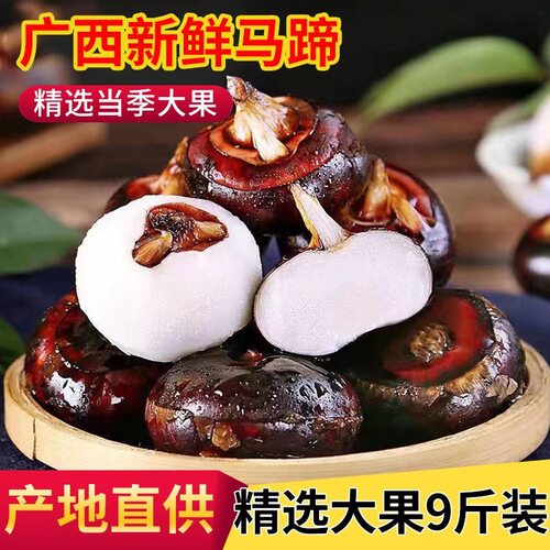 【脆甜多汁】广西新鲜马蹄价特大多汁应季水果鲜甜多汁