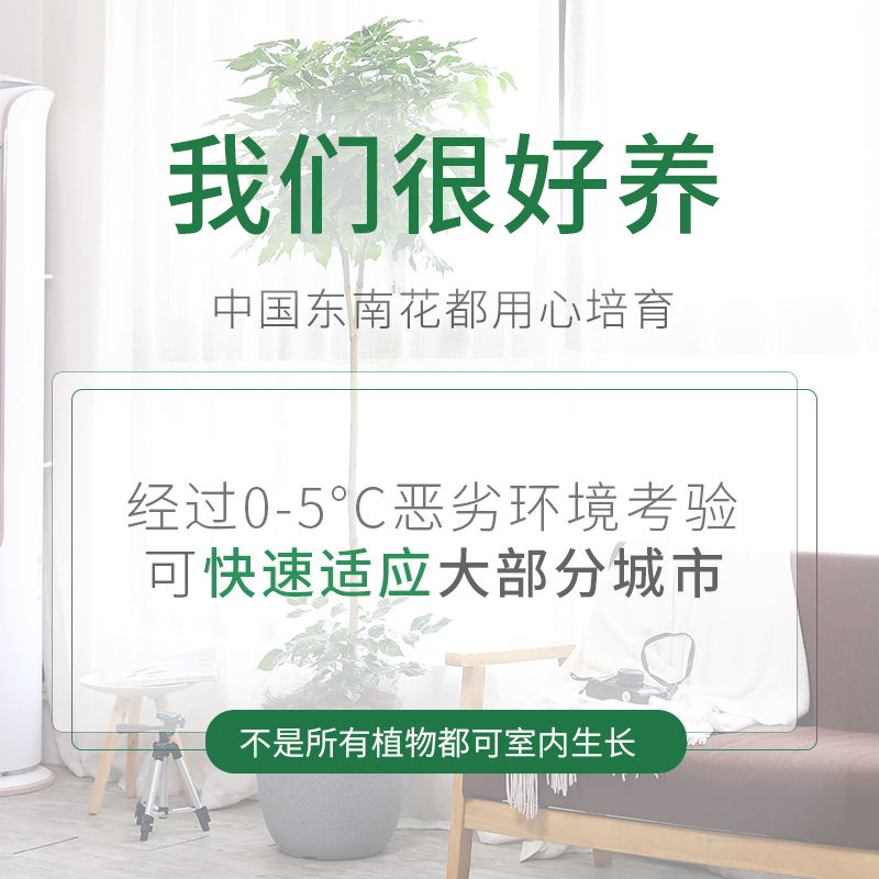 正宗独杆幸福树盆栽平安树植物新家室内客厅办公室绿植好养活四季