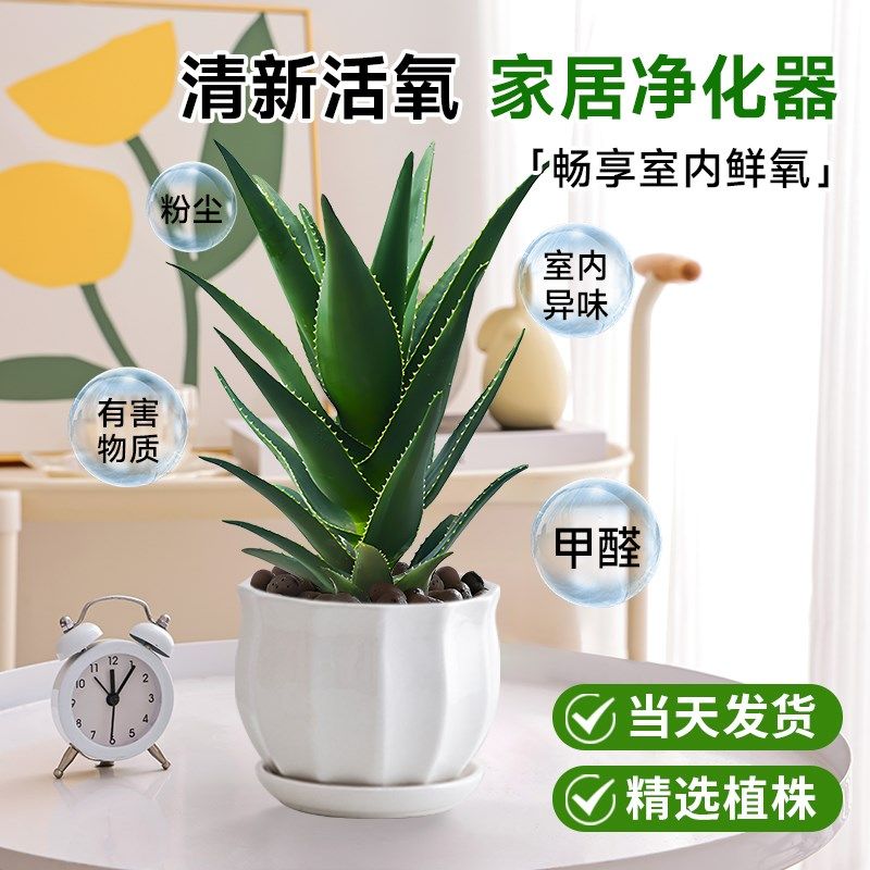 芦荟盆栽美容可食用室内净化空气补水大植物办公室仙人掌多肉绿植,鲜花速递/花卉仿真/绿植园艺,绿植,淘宝优惠券,粉丝福利购,淘宝优惠卷