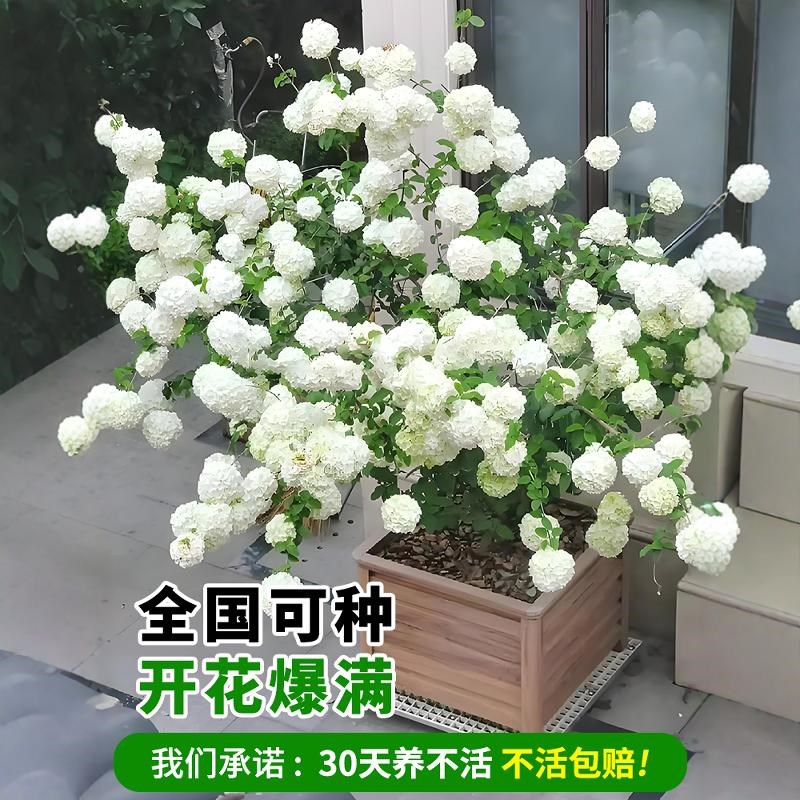 中华木绣球树苗大花斗球庭院盆栽老桩欧洲木绣球玫瑰花苗四季开花