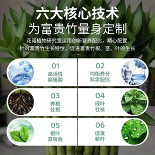 富贵竹专用营养液治叶子发黄转运竹节节高文昌竹水竹水培植物生根
