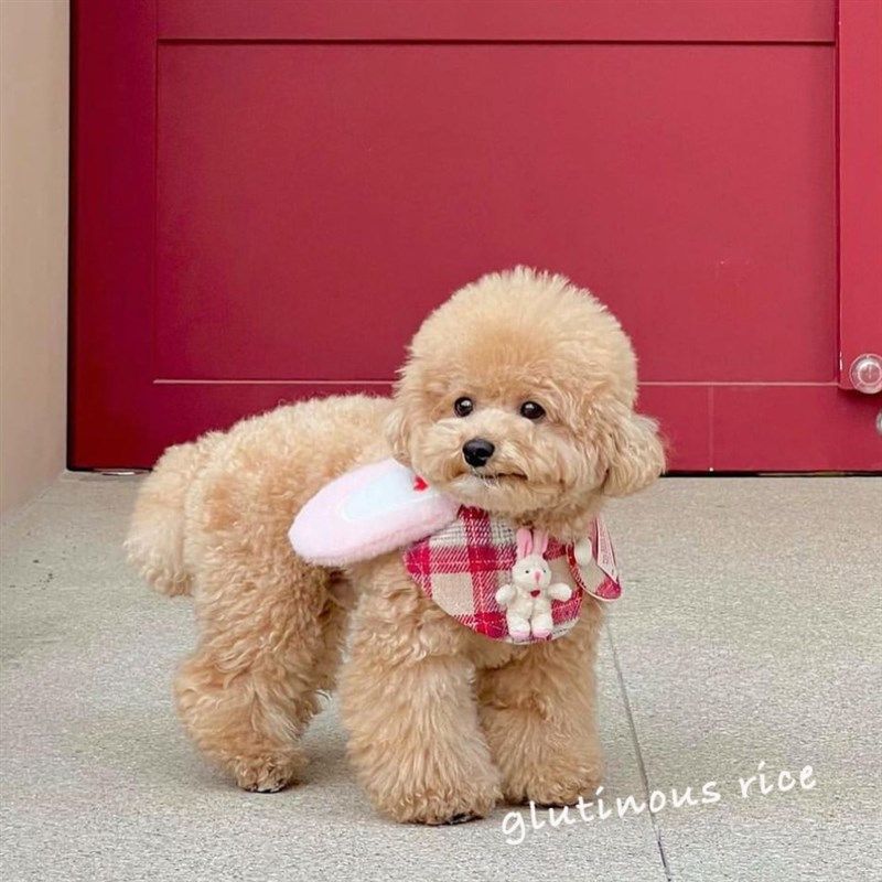 猫狗宠物围脖狗狗口水巾新款猫咪装饰可爱兔耳格纹脖围博美比熊犬,宠物/宠物食品及用品,围巾/口水巾,淘宝优惠券,粉丝福利购,淘宝优惠卷