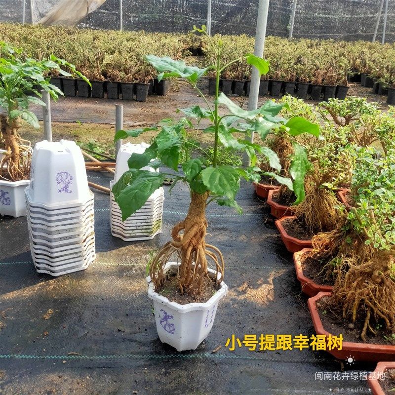 提根幸福树盆栽绿宝造型盆景四季常青室内阳台观叶植物办公室客厅