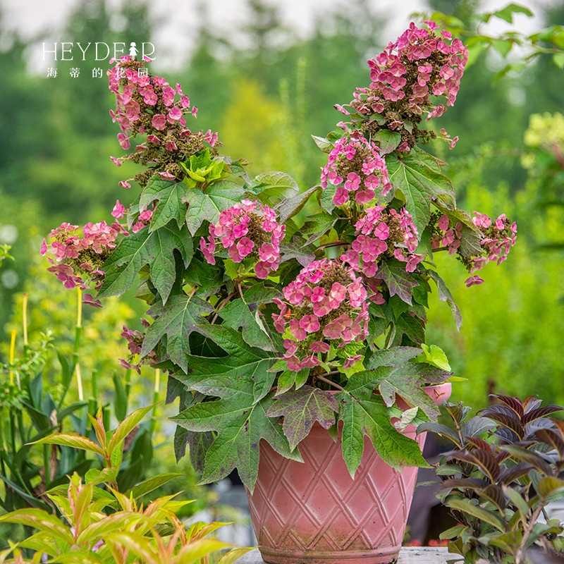 海蒂的花园绣球花苗和声雪花栎叶绣球花庭院露台耐寒植物花卉盆栽