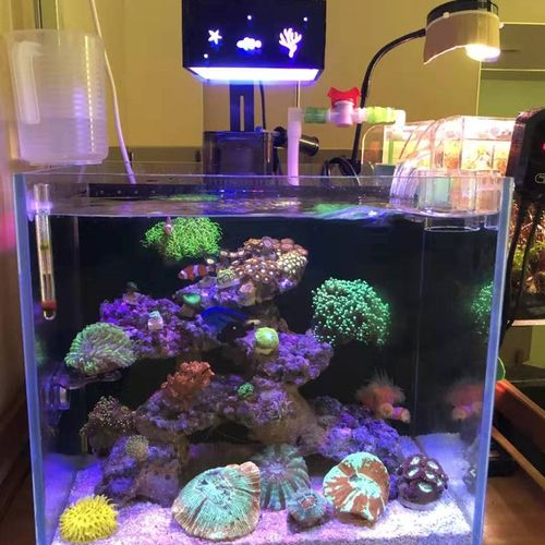 DIY蚂蚁海缸灯全自动日出日落LED海水珊瑚灯 微缸灯 全光谱60方缸