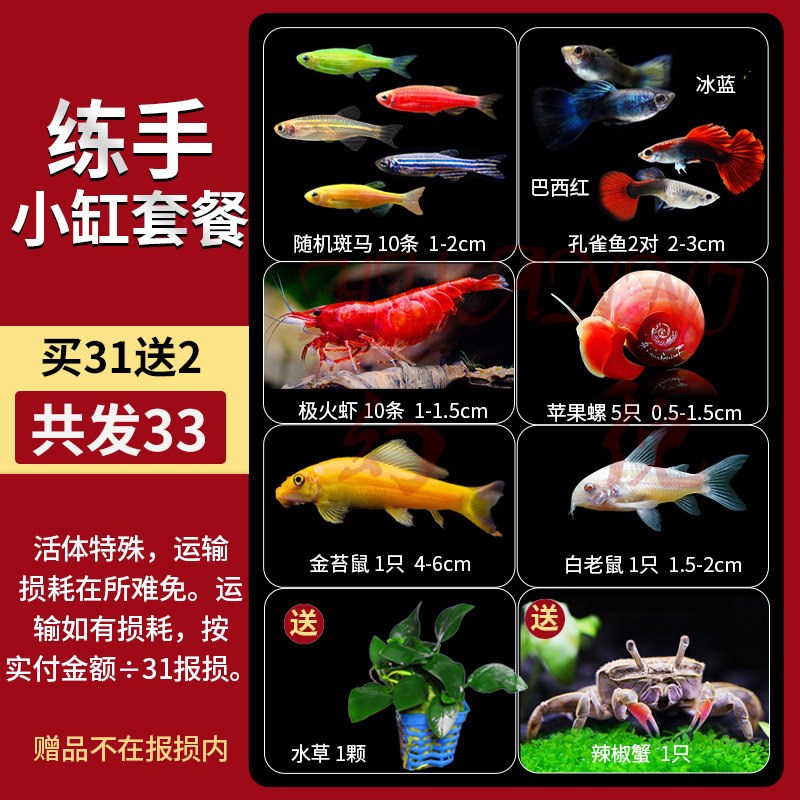 热带观赏鱼好养红绿灯斑马鱼淡水金鱼苗神仙孔雀小型宝莲灯科小鱼