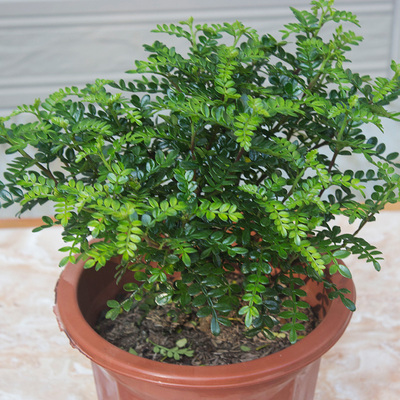 清香木盆栽驱蚊盆景植物室内四季常青大盆桌面胡椒木净化空气花卉