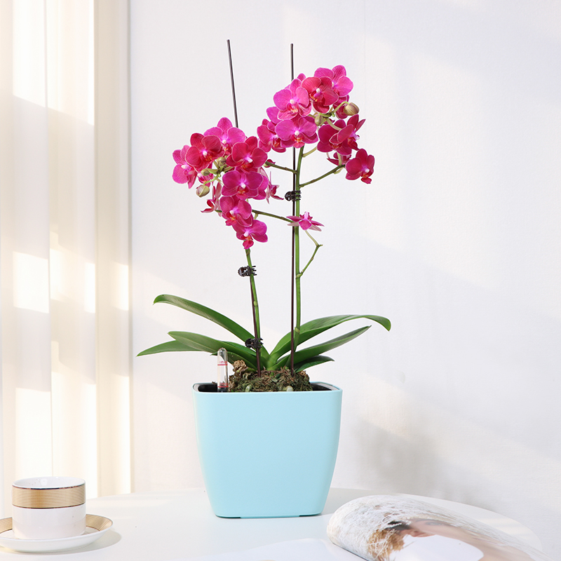 2022年新款发财树懒人自动吸水花盆桌面方形塑料双层简约植物盆栽