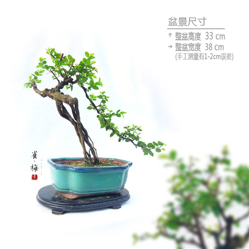 盆景中五大名树之提根小叶雀梅素盆景七贤之的美称