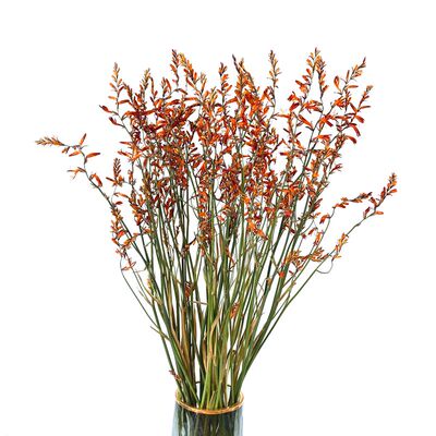 火焰兰干喷泉草原生自然真风干束客厅装饰插干枝拍摄道具