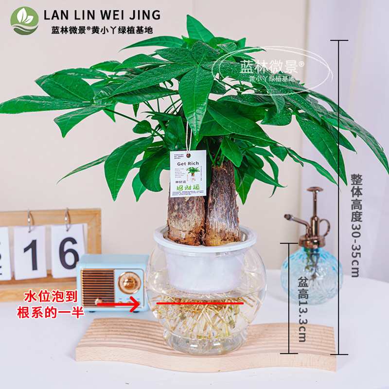 三杆发财树水培盆栽绿植