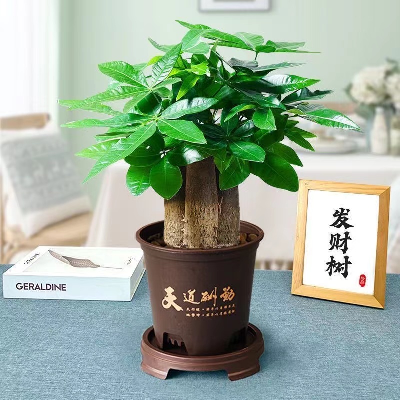 三杆发财树精致小型桌面款土培盆栽室内办公室植物好养客厅绿植
