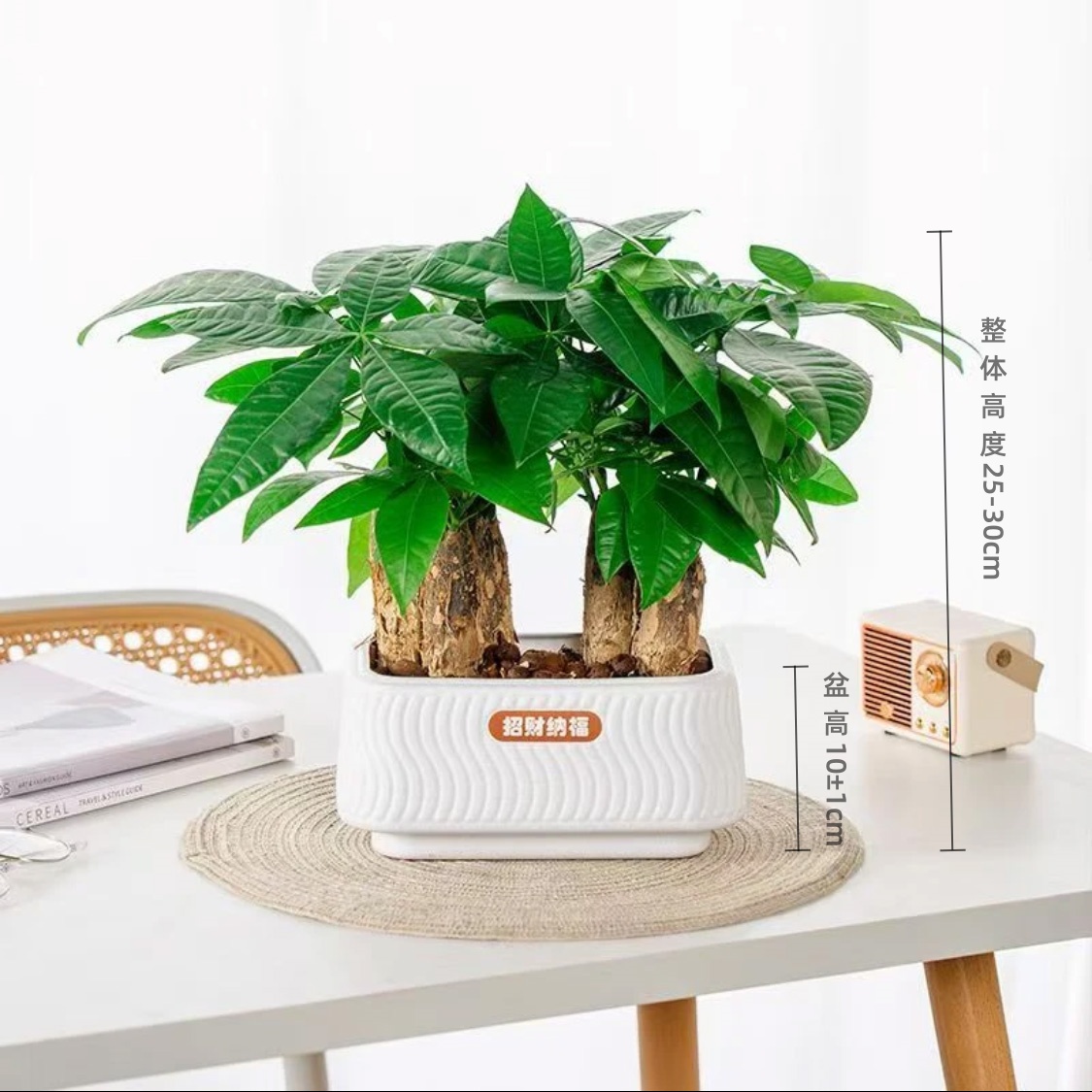 六杆发财树室内桌面绿植