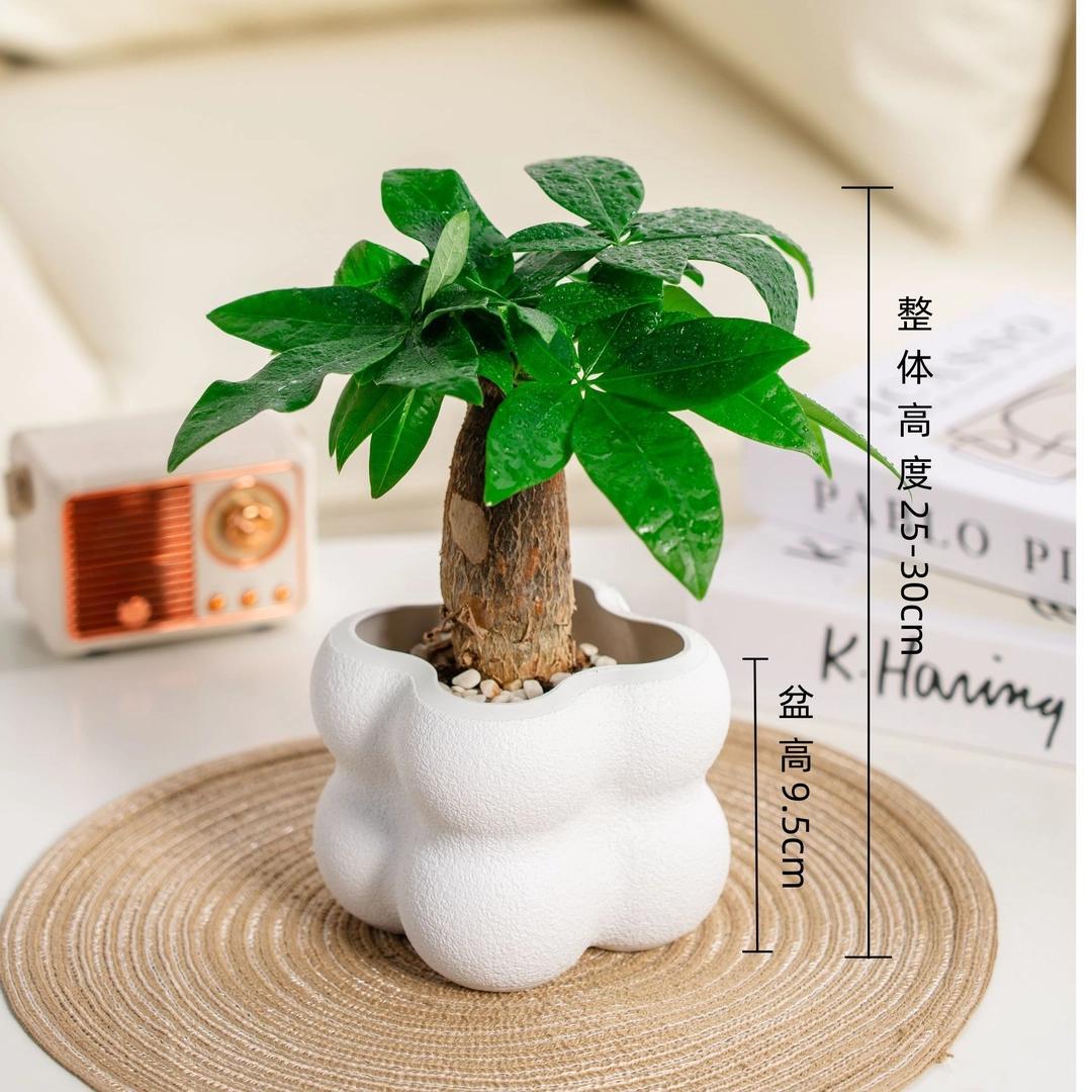 小盆桌面盆栽发财树绿植