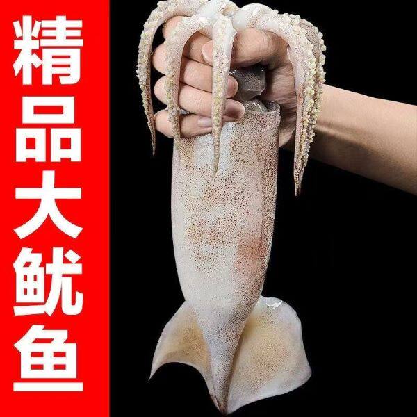 2026）大鱿鱼（原浆新鲜速冻）可红烧爆炒