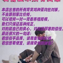 柯尔鸭受精蛋包纯种柯达鸭活宠物鸭种蛋正宗网红成年可孵化受精蛋