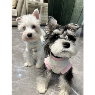 马尔济斯比熊泰迪中小型犬背心防掉毛薄款 宠物猫咪狗狗衣服春夏季