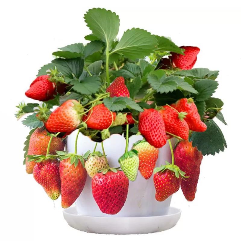 四季奶油草莓苗盆栽南北方阳台地栽秧苗种籽新苗带盆带土当年结果