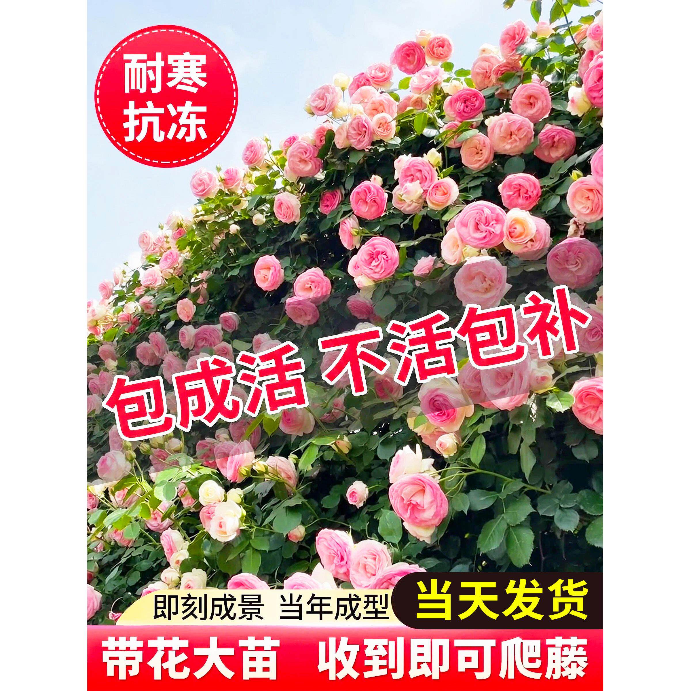 蔷薇花苗藤本月季特大花苗庭院藤曼植物多季开花玫瑰爬藤植物爬墙