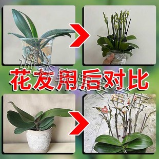 蝴蝶兰促花剑营养液速效开花爆花生根专用多箭素叶面肥植物活力素