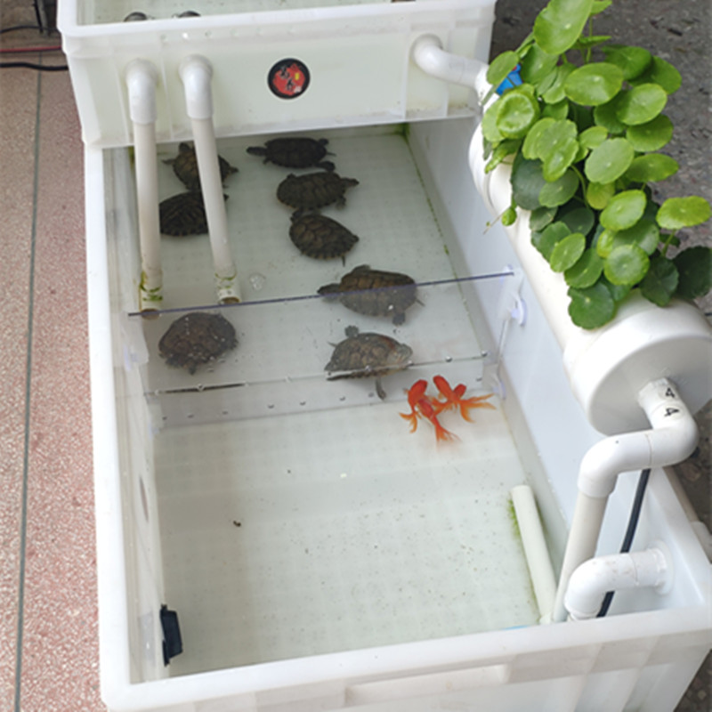 养龟箱 隔离板塑胶周转箱透明挡板 龟缸鱼缸隔离分开鱼苗龟苗隔离