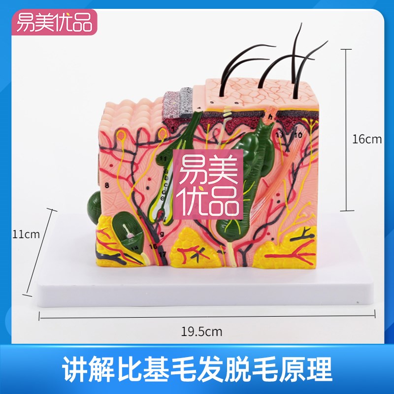 私密项目比基尼脱毛讲解模型层次原理人体结构整容美容院毛发放大