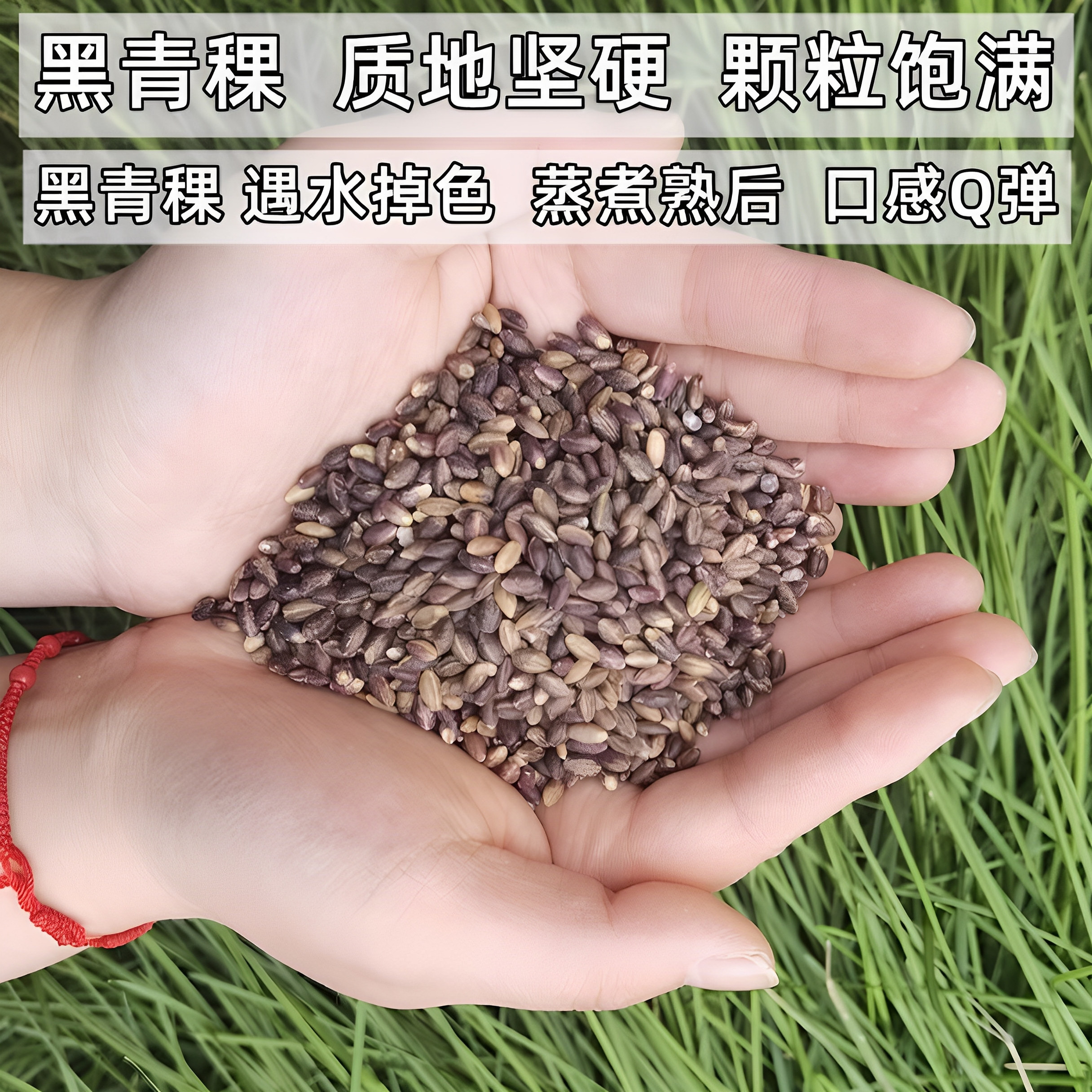 青海高原特产白蓝青稞米