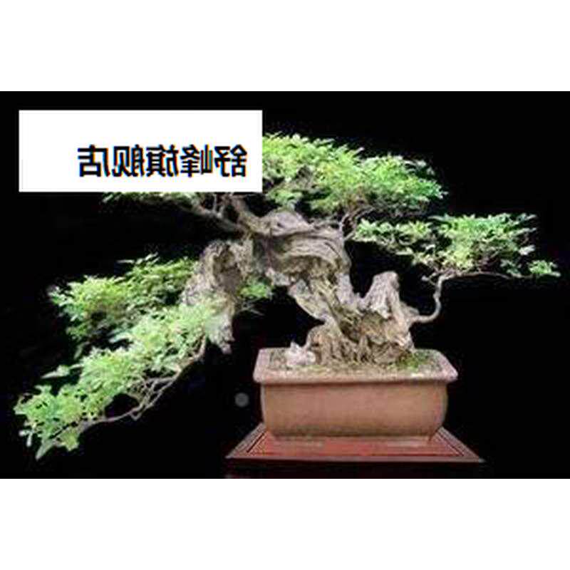 黄根荆黄老桩桩盆景老树桩黄荆微景小盆景老桩熟荆造盆品