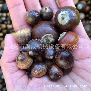 江西苦槠籽剥壳机果板栗橡子籽择子脱壳机设备全自动智能脱壳