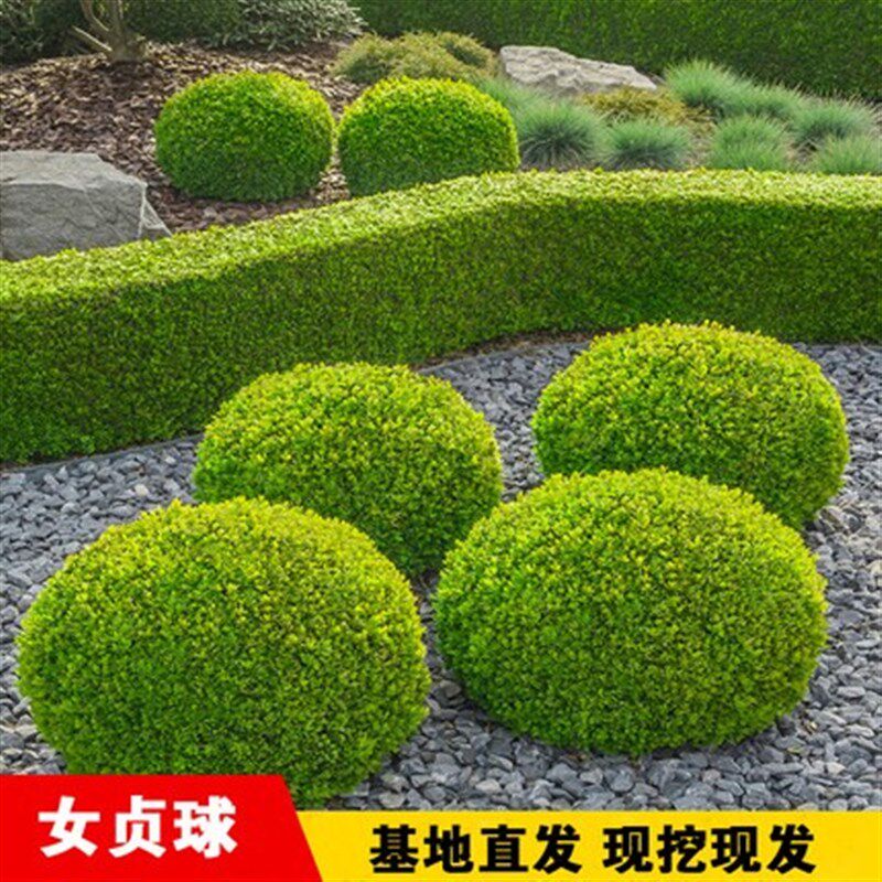 金叶女贞球庭院绿化金禾女贞球形树常绿灌木小叶女贞球苗