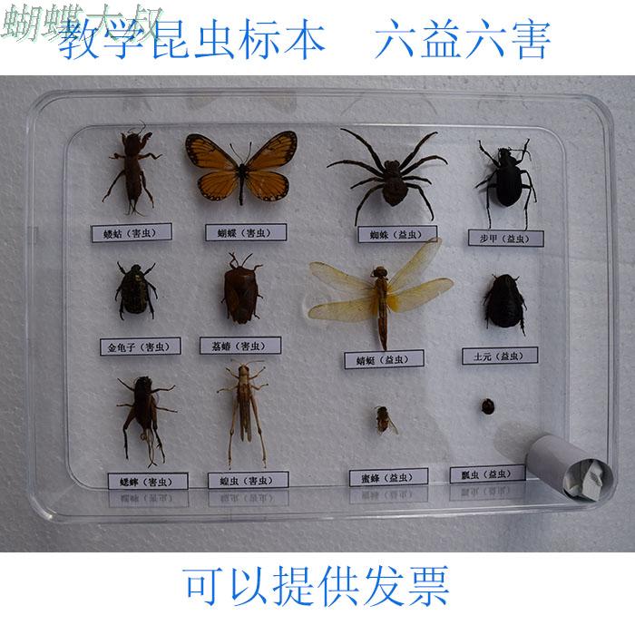 真昆虫标 益虫害虫标 常见昆虫 学校幼儿园认知教学