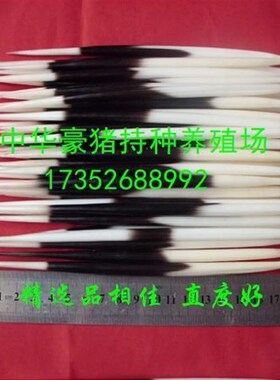 刺养豪猪刺 猪刺箭牙 猪刺精 选品相 殖签 鱼漂