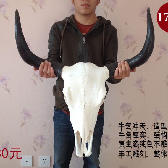 牦牛头骨工艺品 真牛头装饰品 牛羊头骨标本 特色手工艺品挂摆件