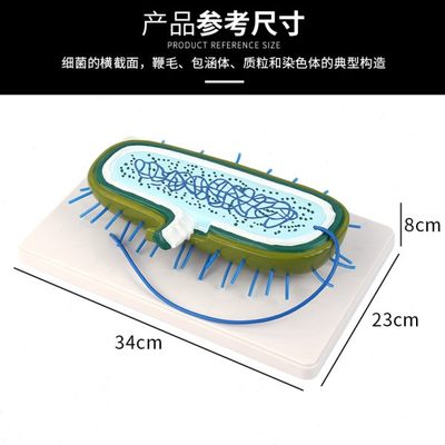 细菌模型 细胞核模型 染色体模型 生物教学模型