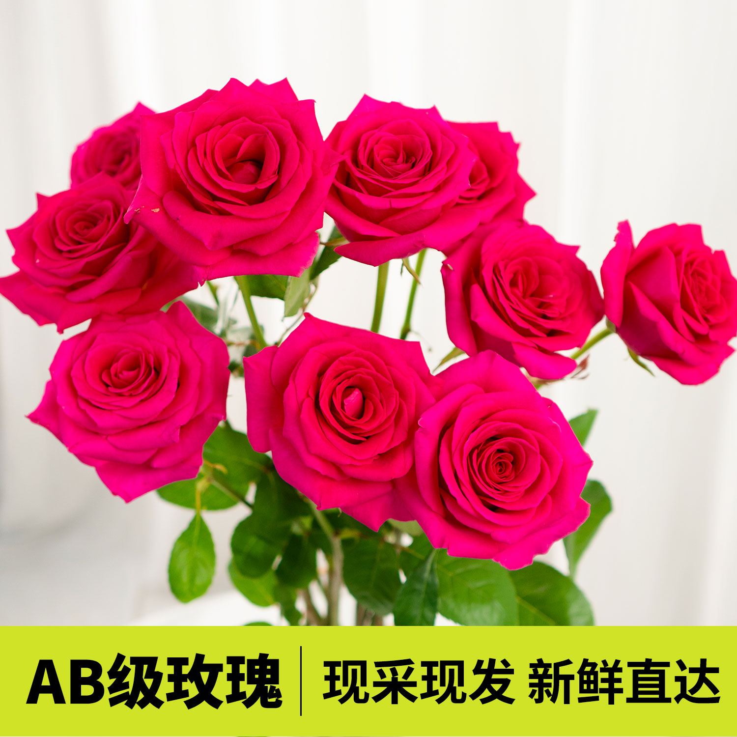 AB级玫瑰花洛神/高原红/戴安娜