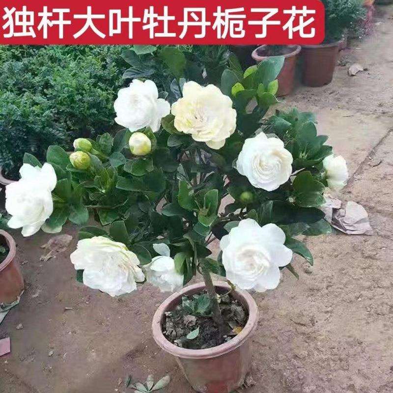 栀子花盆栽牡丹活动中浓香型大花重瓣大叶独杆阳台四季花卉