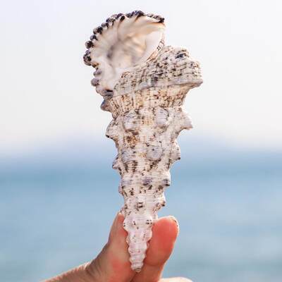 稀有收藏标本螺天然海螺贝壳儿童